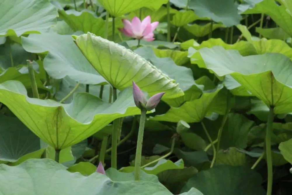 济南大明湖出现第二株“并蒂莲”，这跟第一株并蒂莲是同一个品种吗？