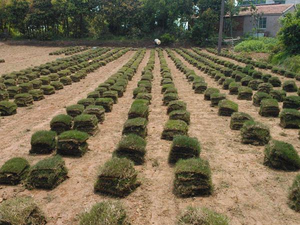 我是安徽寿县的，请问种植草坪怎么种？