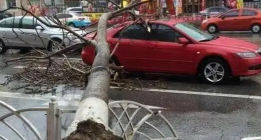 大风突袭沈阳，倒了近300棵树，是否造成了人员伤亡？