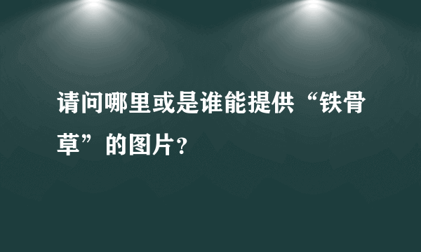 请问哪里或是谁能提供“铁骨草”的图片？