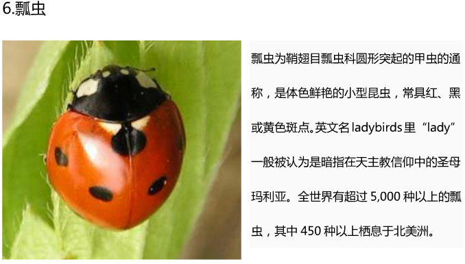 20种常见的昆虫名字和图？