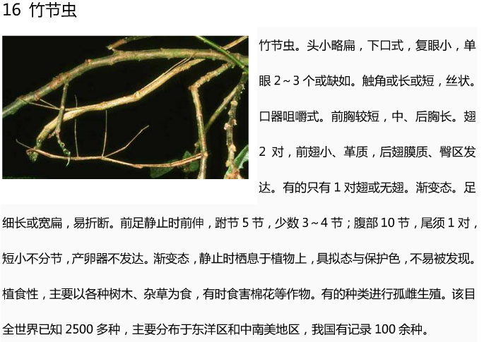 20种常见的昆虫名字和图？